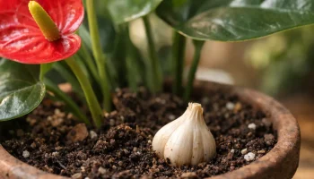 Alho protege antúrio: dente na terra evita fungos e insetos
