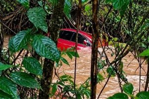 Fox-levado-pela-Chuva.jpg