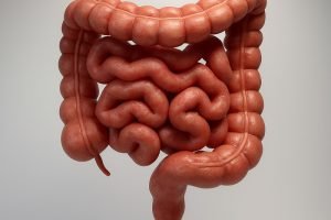 Intestino.jpg