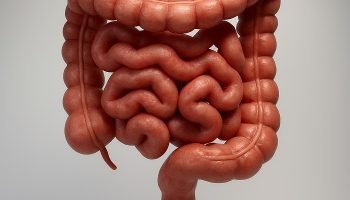 Intestino.jpg