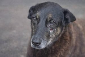 Foto: Imagem sugerida