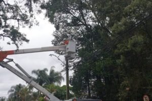Remocao-de-arvore-576x1024.jpeg