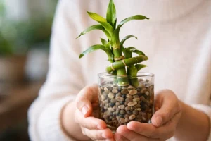 Bambu-da-sorte não traz mudanças: 4 detalhes bloqueiam energia para sua casa