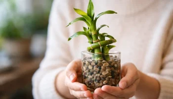 Bambu-da-sorte não traz mudanças: 4 detalhes bloqueiam energia para sua casa