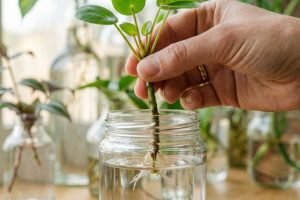 Foto: Terra Brasil Notícias