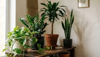 Foto: Terra Brasil Notícias