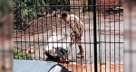 abandonada-em-saco006768050202610121526.png