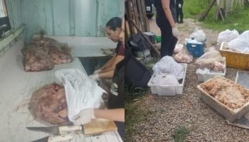 Açougue clandestino com carne em decomposição é encontrado em Fazenda Rio Grande