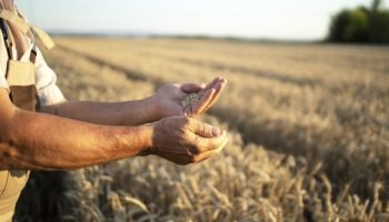 Produtor rural deve manter produção apesar de desafios