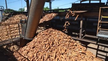 IDR-Paraná apresenta novas cultivares de mandioca para a indústria no Show Rural 2026