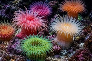 anemonas-do-mar-1.jpg