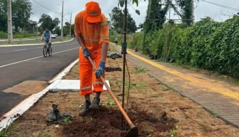 Avenida em Foz do Iguaçu recebe 100 pés de ipê