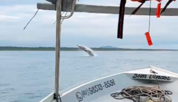 baleia-paranagua006485330202606281813.png