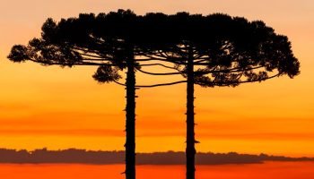 Dezembro terá chuva abaixo da média e mais dias de sol em todas as regiões, prevê Simepar