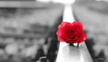 Guarapuava, 8 de dezembro de 2025 – Na manhã da última terça-feira (9), a Central de Triagem...