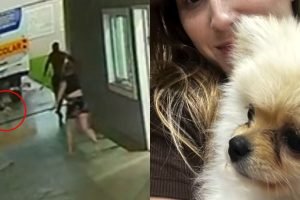 Cachorro Spitz Alemão é arrastado por ventos de tornado na cidade de São José no Paraná