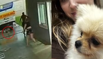 Cachorro Spitz Alemão é arrastado por ventos de tornado na cidade de São José no Paraná