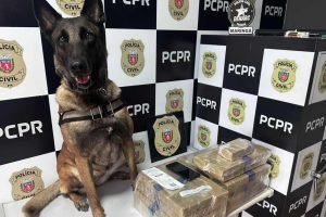 Cão de faro localiza 22kg de maconha na rodoviária de Maringá, no noroeste do Paraná