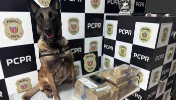 Cão de faro localiza 22kg de maconha na rodoviária de Maringá, no noroeste do Paraná