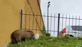 Capivara é resgatada na região central de Curitiba