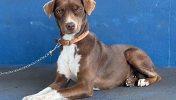 Mutirão do CastraPet Paraná Percorrerá 20 Municípios em Dezembro