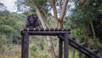 Chimpanzé Pipo morre aos 52 anos no Zoo de Curitiba