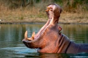 comunicado-lineamientos-control-de-hipopotamos-300x187-1