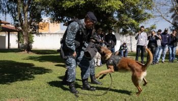 Ataques de cães reacendem alerta sobre manter rédea curta