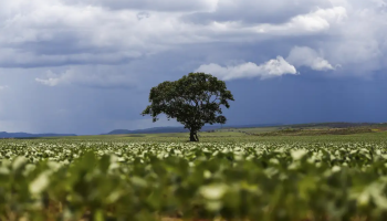 credito-rural-marcelo-camargo-agencia006620200202607181606.png