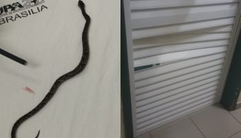 Família estrangeira se desespera quando criança é picada por jararaca em Cascavel