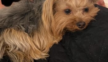 Família busca cachorrinha Maia que desapareceu na PR-160 entre Imbaú e Telêmaco Borba