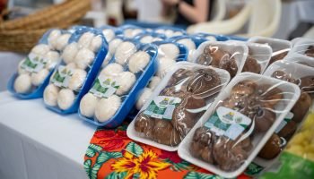 Paraná dobra produção de cogumelos para quase mil toneladas em dez anos