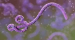ebola-metropolesjpg006458180202606132249.webp.webp