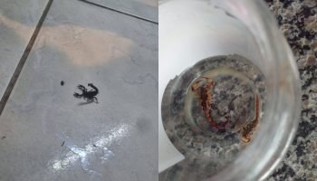 Escorpião aparece dentro de casa, no alerta moradores na Grande Curitiba