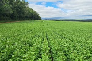 Cultivares do Paraná representam quase 40% das sementes de feijão no Brasil