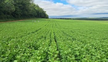 Cultivares do Paraná representam quase 40% das sementes de feijão no Brasil