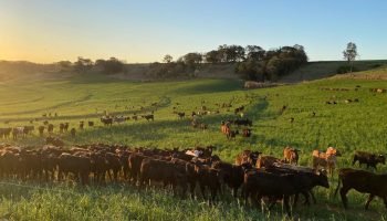 Adapar intensifica regras para combater brucelose e tuberculose bovina no Paraná
