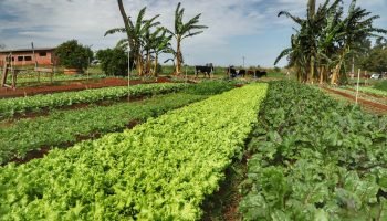 Paraná inicia censo para mapear agricultura orgânica no Estado