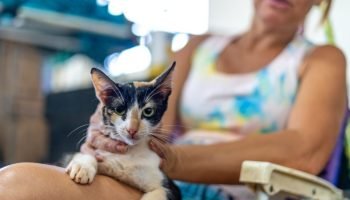 foz-do-iguacu-preve-ate-800-castracoes-de-caes-e-gatos-com-implantacao-de-microchip-6a99eb16558e7
