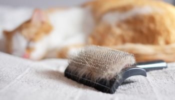 Gato solta pelo demais: pode indicar doença grave