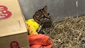 Gato-maracajá atropelado é devolvido à natureza após tratamento