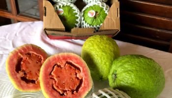 Carlópolis realiza primeira exportação direta de goiaba em 2025 com apoio estatal