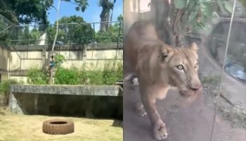 Homem Morre ao Ser Atacado por Leoa em Parque de João Pessoa