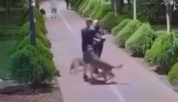 homem-presencia-agressao-a-cachorro-e-confronta-ra006608590202607111204.png