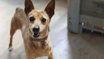 Prefeitura disponibiliza microchipagem gratuita para cães e gatos no bairro Periolo