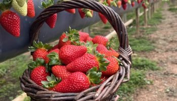 Rota Turística do Morango integra agricultura e turismo, ampliando renda nas propriedades