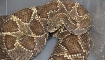 Secretaria da Saúde alerta para risco de acidentes com serpentes no verão