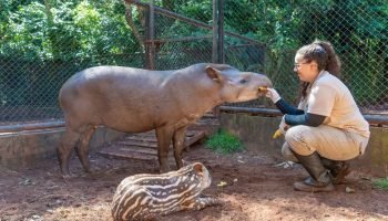 Anta e veado-bororó nascem como primeiros nascimentos no Refúgio Biológico da Itaipu em 2026