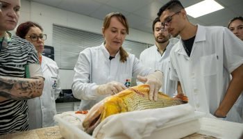 Itaipu capacita técnicos em cirurgia de peixes para monitoramento inédito