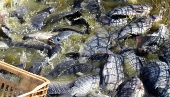 Paraná orienta produtores de piscicultura sobre manejo de viveiros no verão